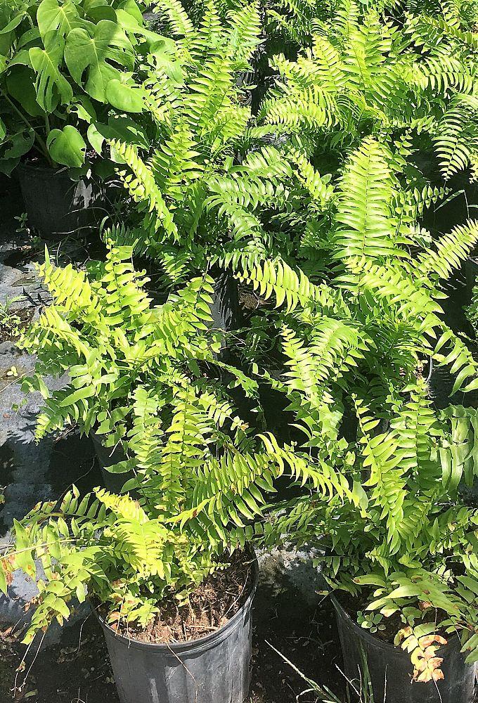 Fern Nephrolepis Biserrata (macho Fern) - View 18 from www redcrocus com