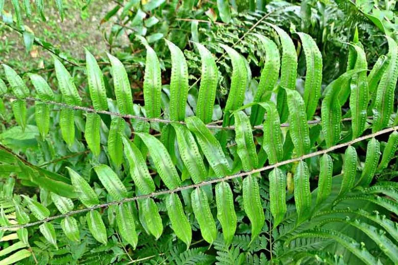 Fern Nephrolepis Biserrata (macho Fern) - View 18 from www redcrocus com