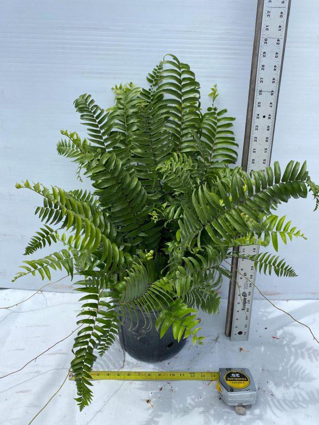 Fern Nephrolepis Biserrata (macho Fern) - View 19 from www redcrocus com