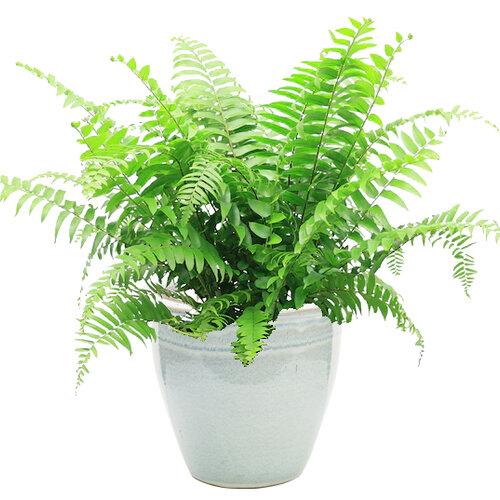 Fern Nephrolepis Biserrata (macho Fern) - View 1 from www redcrocus com
