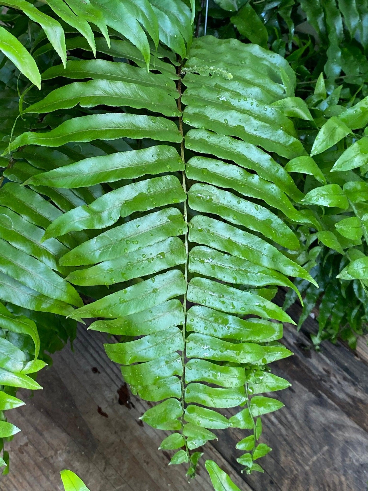 Fern Nephrolepis Biserrata (macho Fern) - View 3 from www redcrocus com