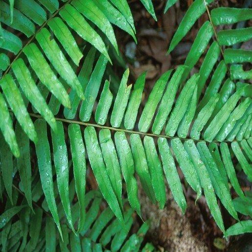 Fern Nephrolepis Biserrata (macho Fern) - View 4 from www redcrocus com
