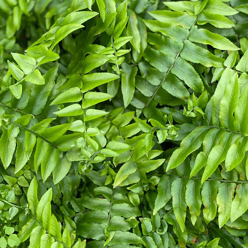 Fern Nephrolepis Biserrata (macho Fern) - View 5 from www redcrocus com