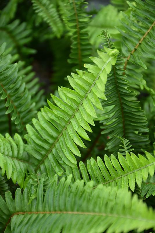Fern Nephrolepis Biserrata (macho Fern) - View 6 from www redcrocus com