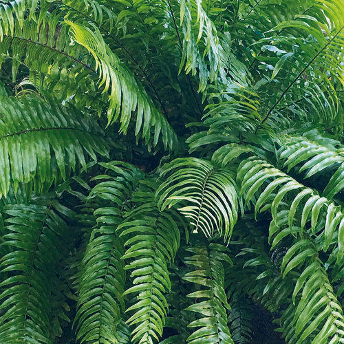 Fern Nephrolepis Biserrata (macho Fern) - View 7 from www redcrocus com