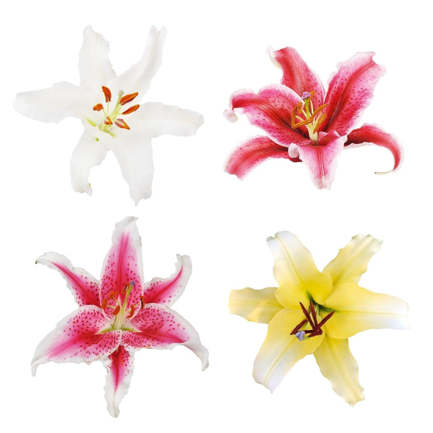 Aspidistra, Assorted - View 10 from www redcrocus com