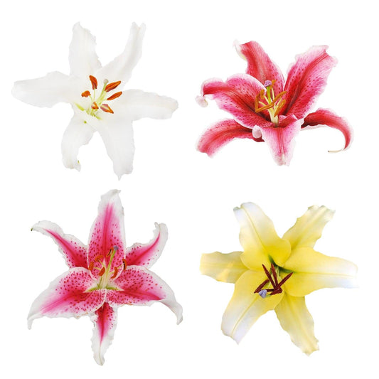 Aspidistra, Assorted - View 10 from www redcrocus com