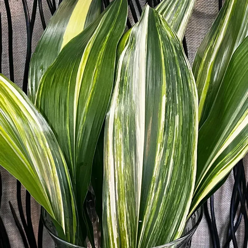Aspidistra, Assorted - View 11 from www redcrocus com