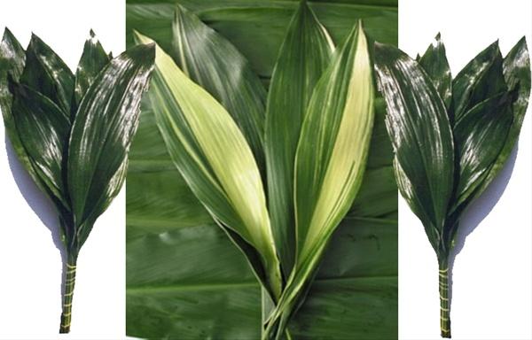 Aspidistra, Assorted - View 1 from www redcrocus com