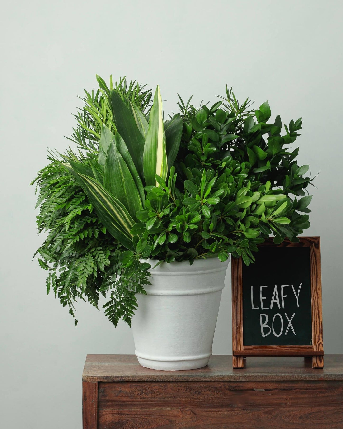 Aspidistra, Assorted - View 20 from www redcrocus com