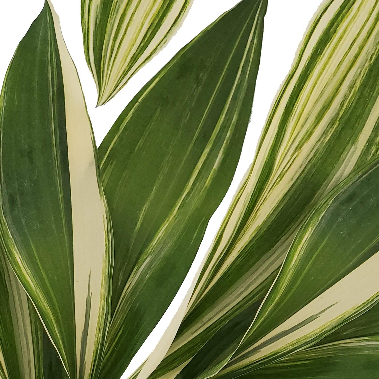 Aspidistra, Assorted - View 2 from www redcrocus com