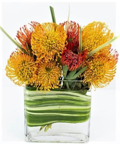 Aspidistra, Assorted - View 3 from www redcrocus com