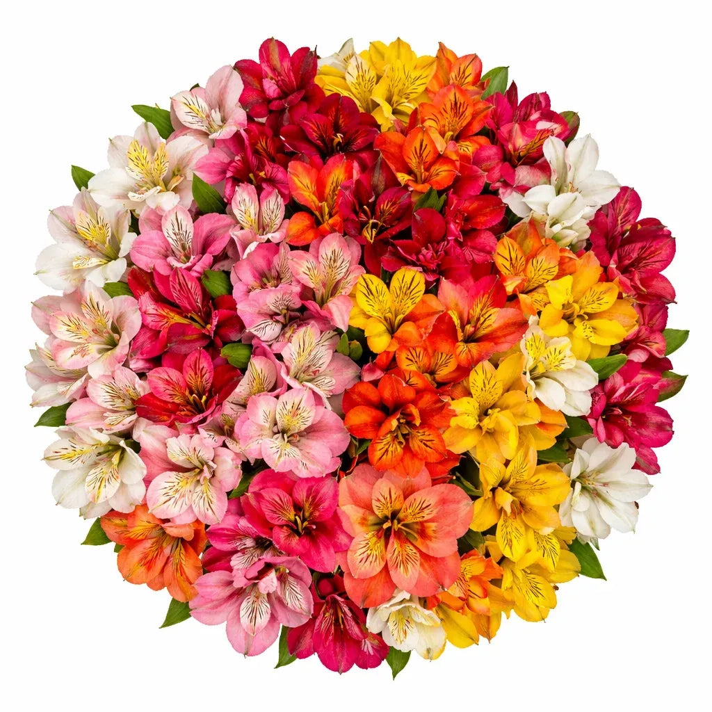 Aspidistra, Assorted - View 8 from www redcrocus com