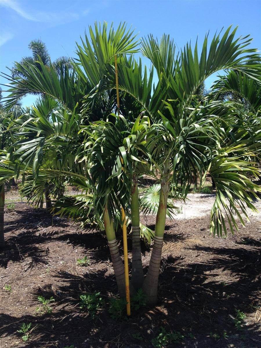 Palm Adonidia Merrillii Single - View 10 from www redcrocus com