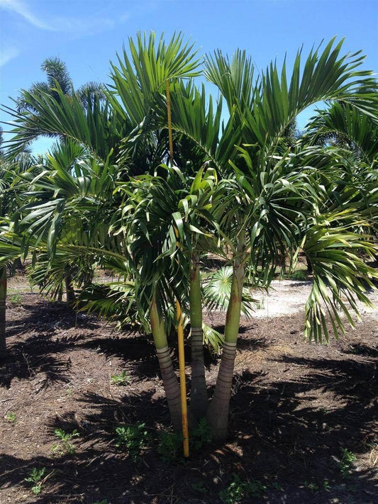 Palm Adonidia Merrillii Single - View 10 from www redcrocus com