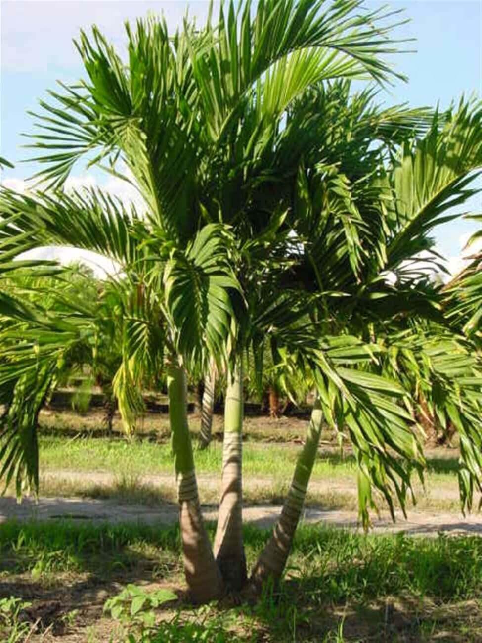 Palm Adonidia Merrillii Single - View 11 from www redcrocus com