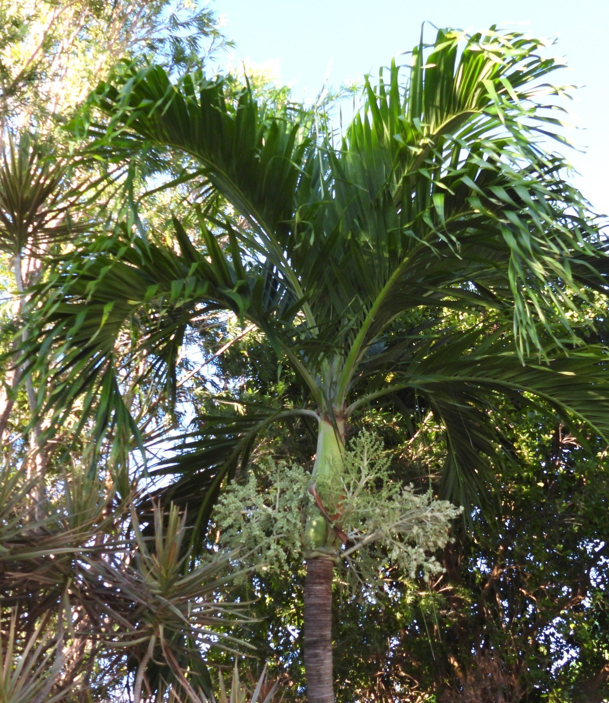 Palm Adonidia Merrillii Single - View 12 from www redcrocus com