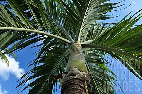 Palm Adonidia Merrillii Single - View 14 from www redcrocus com