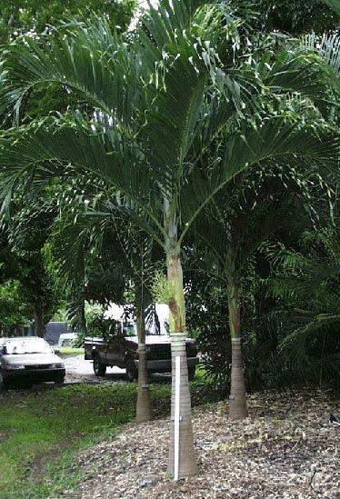 Palm Adonidia Merrillii Single - View 15 from www redcrocus com