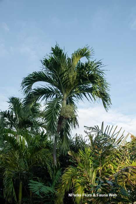 Palm Adonidia Merrillii Single - View 16 from www redcrocus com