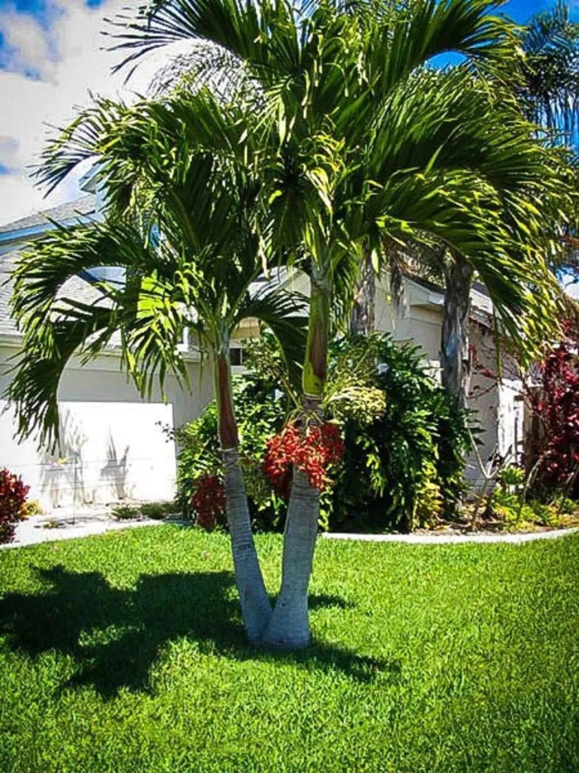 Palm Adonidia Merrillii Single - View 1 from www redcrocus com