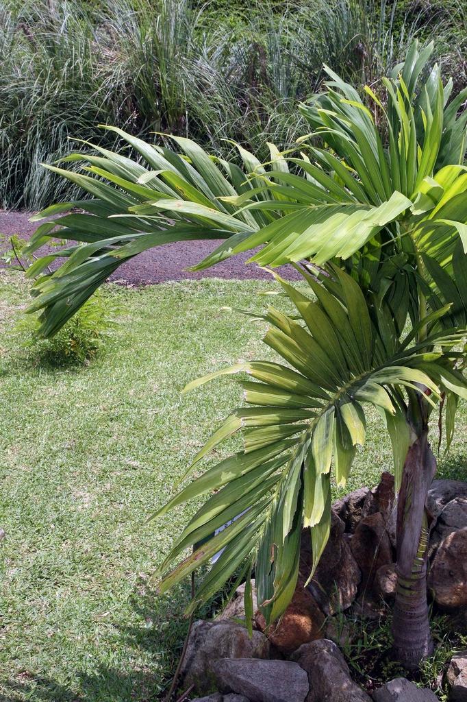 Palm Adonidia Merrillii Single - View 20 from www redcrocus com