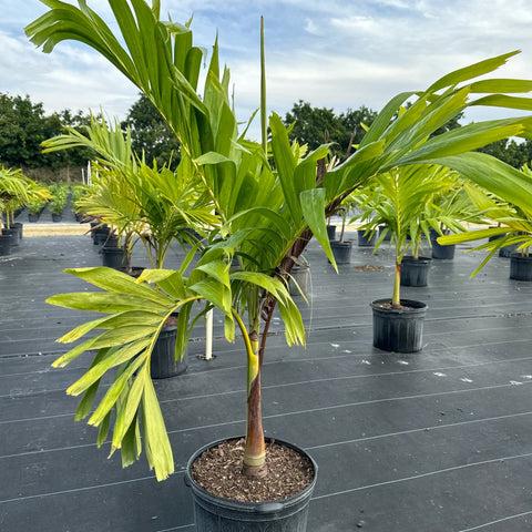 Palm Adonidia Merrillii Single - View 2 from www redcrocus com