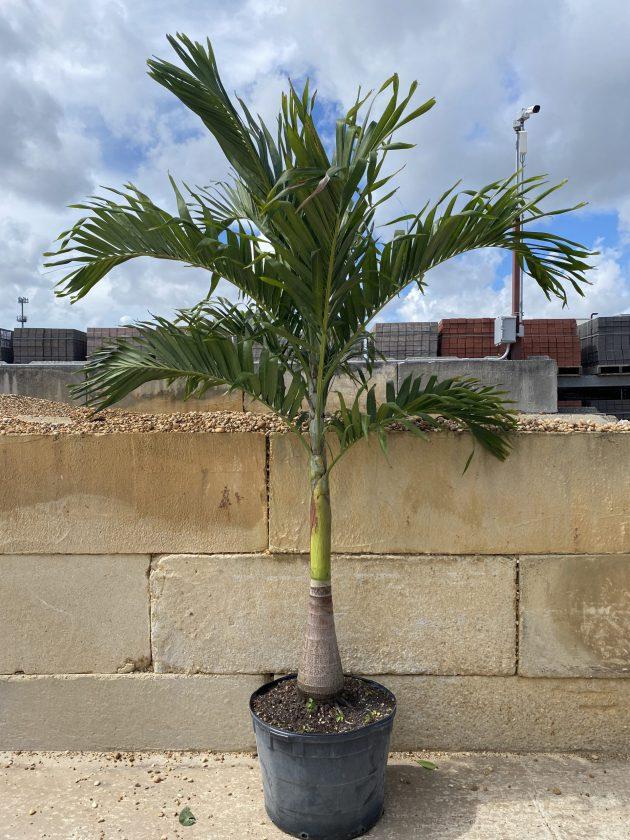 Palm Adonidia Merrillii Single - View 3 from www redcrocus com