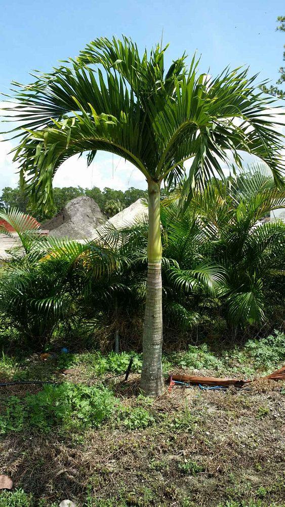 Palm Adonidia Merrillii Single - View 4 from www redcrocus com