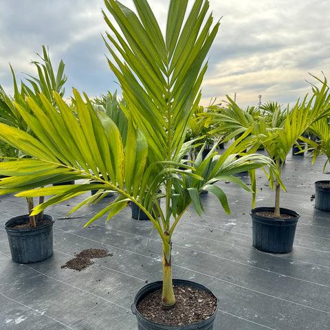 Palm Adonidia Merrillii Single - View 5 from www redcrocus com