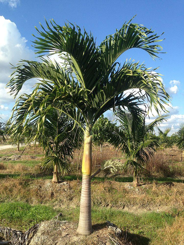 Palm Adonidia Merrillii Single - View 6 from www redcrocus com