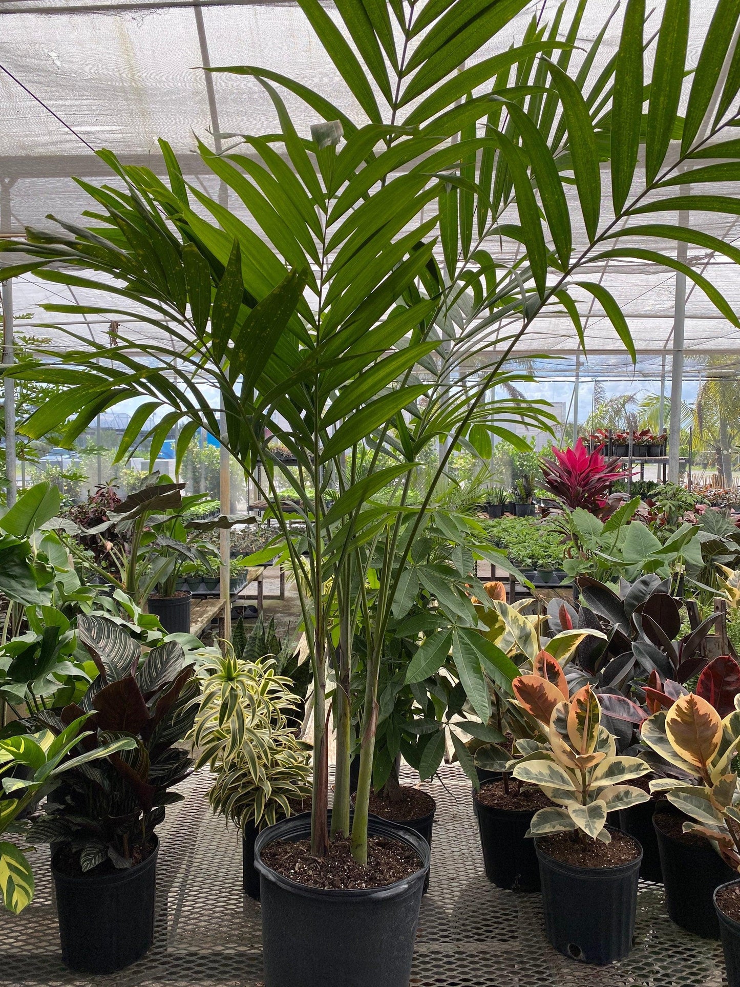 Palm Adonidia Merrillii Single - View 8 from www redcrocus com
