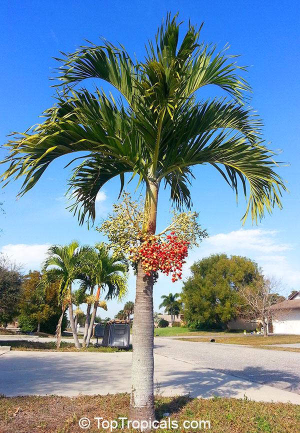 Palm Adonidia Merrillii Single - View 9 from www redcrocus com