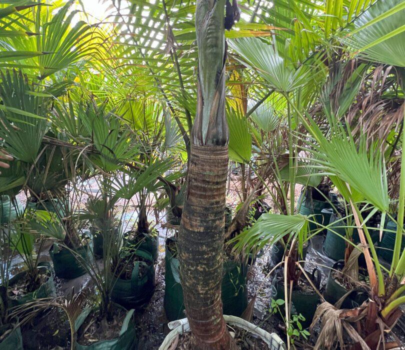 Palm Hyophorbe Verschaffeltii Spindle - View 16 from www redcrocus com