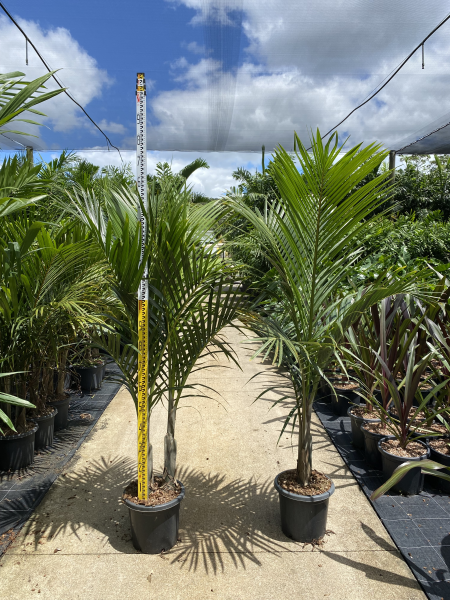 Palm Hyophorbe Verschaffeltii Spindle - View 18 from www redcrocus com