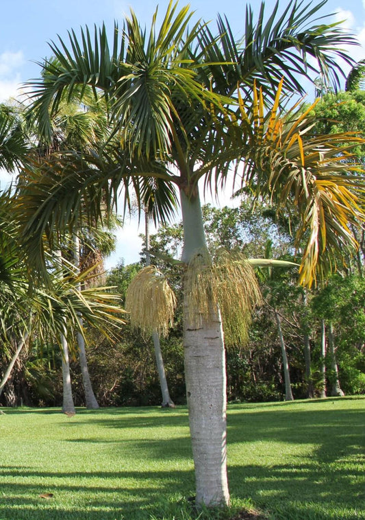 Palm Hyophorbe Verschaffeltii Spindle - View 1 from www redcrocus com