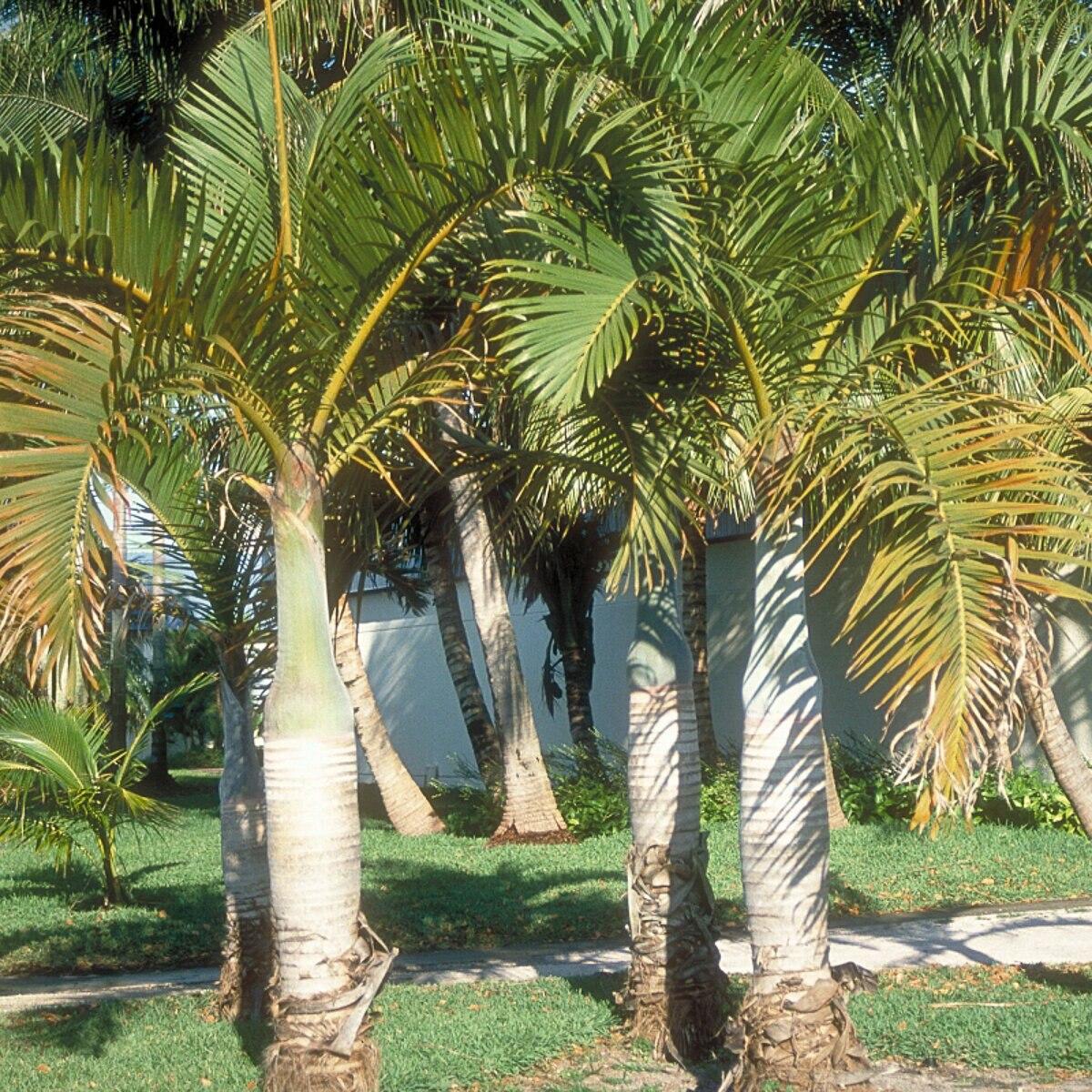 Palm Hyophorbe Verschaffeltii Spindle - View 5 from www redcrocus com