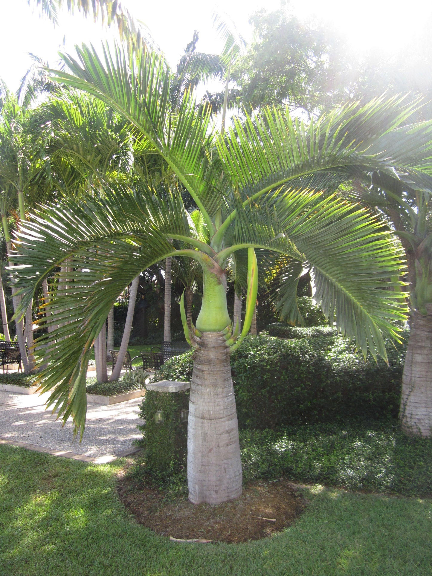 Palm Hyophorbe Verschaffeltii Spindle - View 8 from www redcrocus com