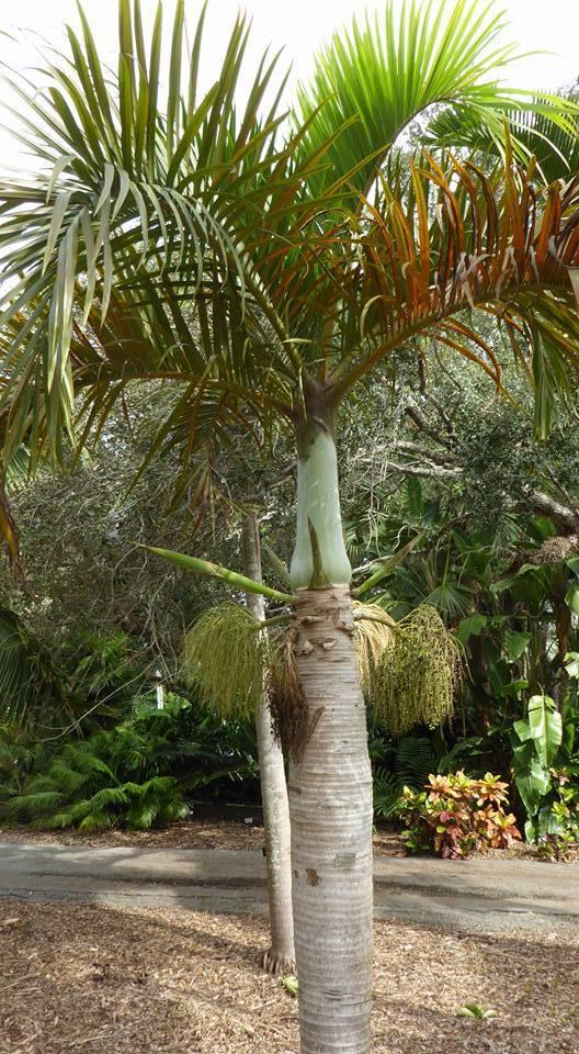 Palm Hyophorbe Verschaffeltii Triple Stem - View 12 from www redcrocus com