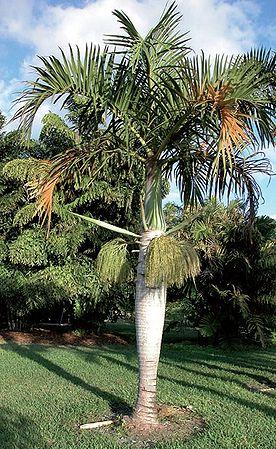 Palm Hyophorbe Verschaffeltii Triple Stem - View 13 from www redcrocus com