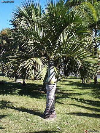 Palm Hyophorbe Verschaffeltii Triple Stem - View 14 from www redcrocus com