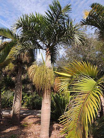 Palm Hyophorbe Verschaffeltii Triple Stem - View 15 from www redcrocus com