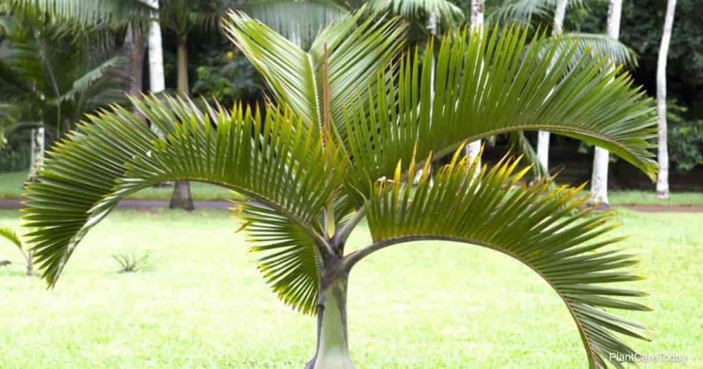 Palm Hyophorbe Verschaffeltii Triple Stem - View 17 from www redcrocus com
