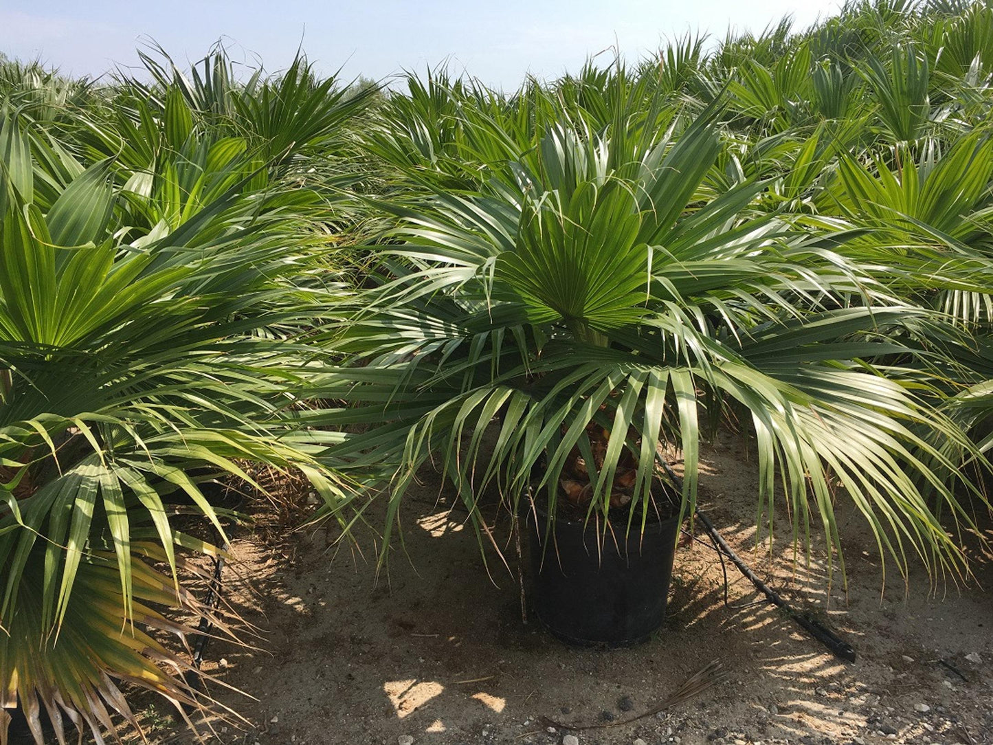 Palm Livistona Chinensis - View 10 from www redcrocus com