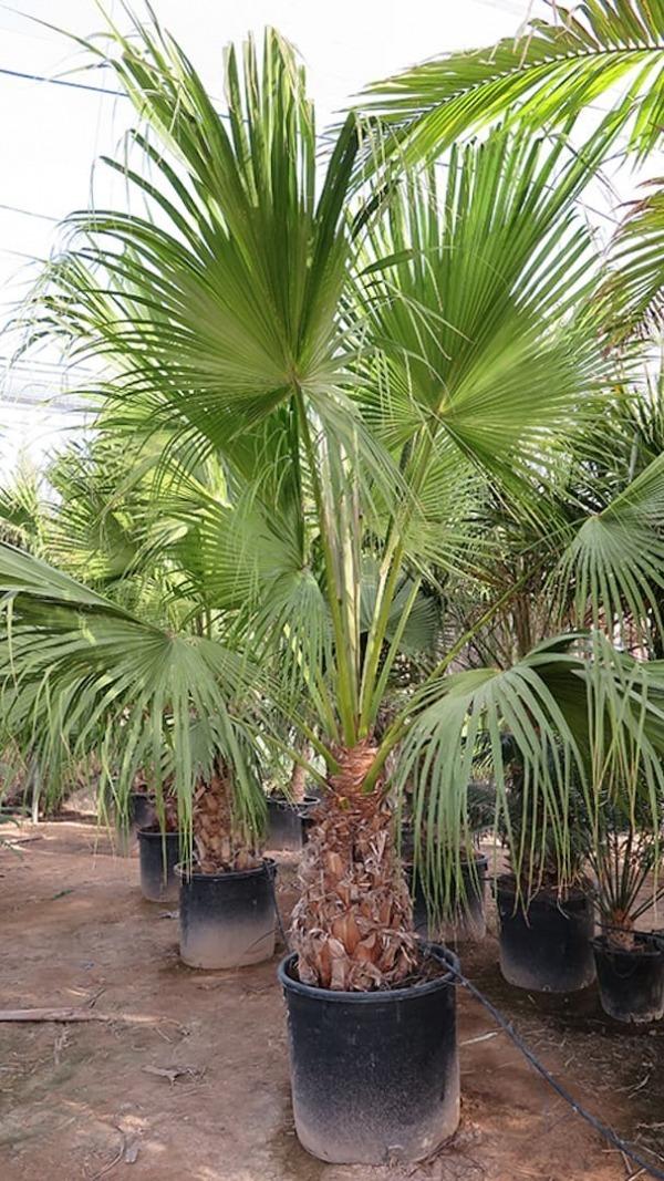 Palm Livistona Chinensis - View 11 from www redcrocus com