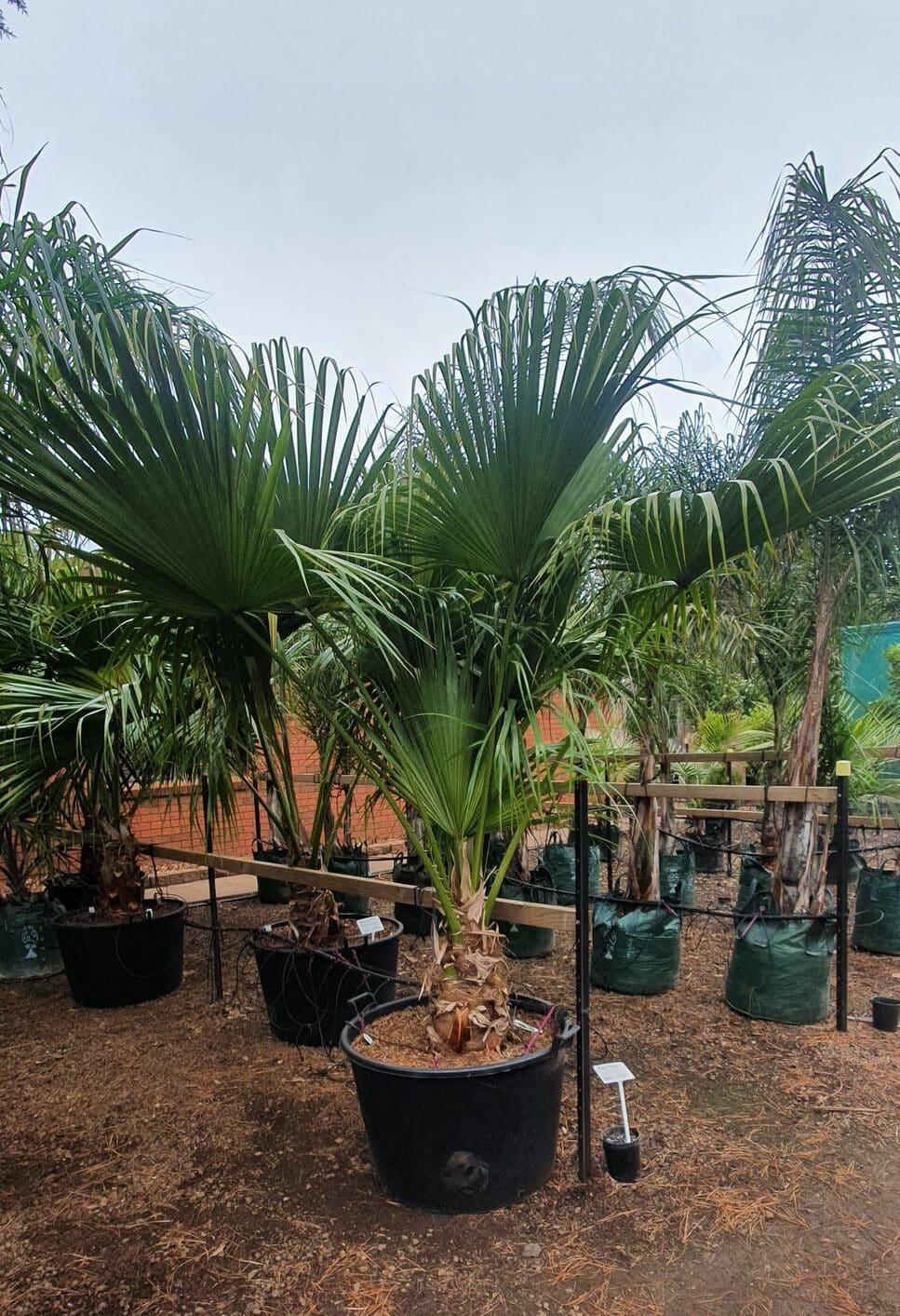 Palm Livistona Chinensis - View 12 from www redcrocus com