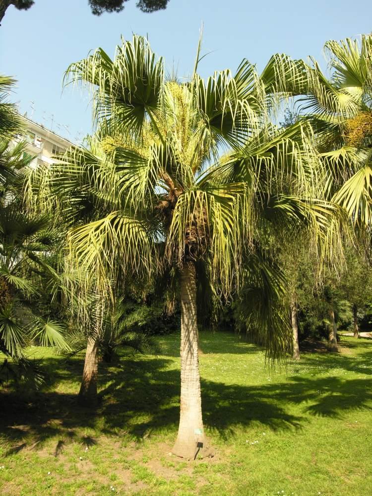 Palm Livistona Chinensis - View 13 from www redcrocus com