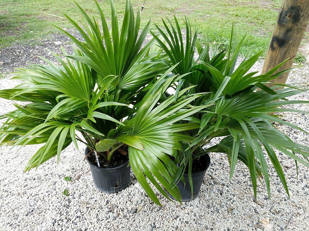 Palm Livistona Chinensis - View 15 from www redcrocus com