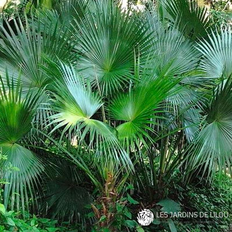 Palm Livistona Chinensis - View 16 from www redcrocus com