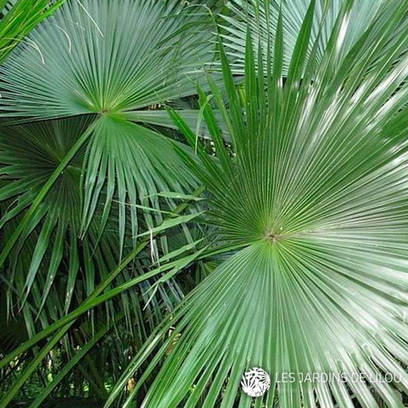 Palm Livistona Chinensis - View 17 from www redcrocus com